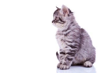Silver tabby baby cat looking at something clipart