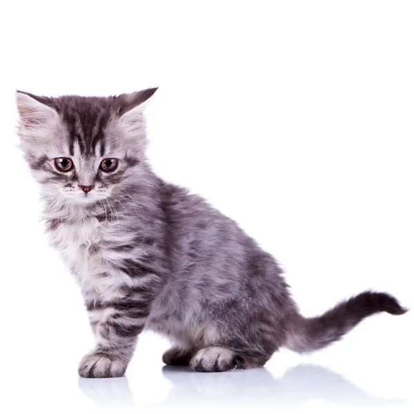 Schattige baby voor Zilveren Cyperse kat — Stockfoto