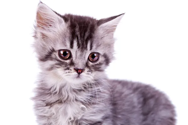 Söt baby silver tabby katt — Stockfoto