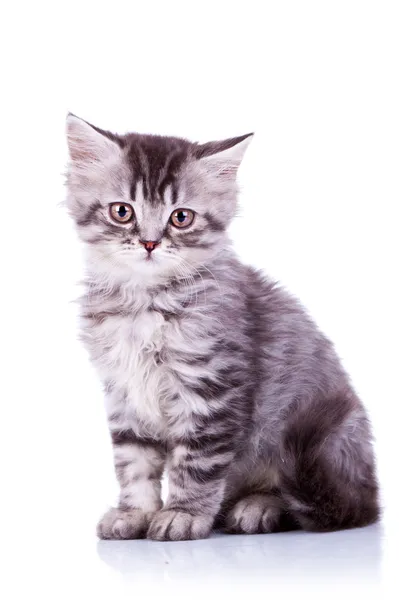 Roztomilé dětské stříbrné mourovatá kočka — Stock fotografie