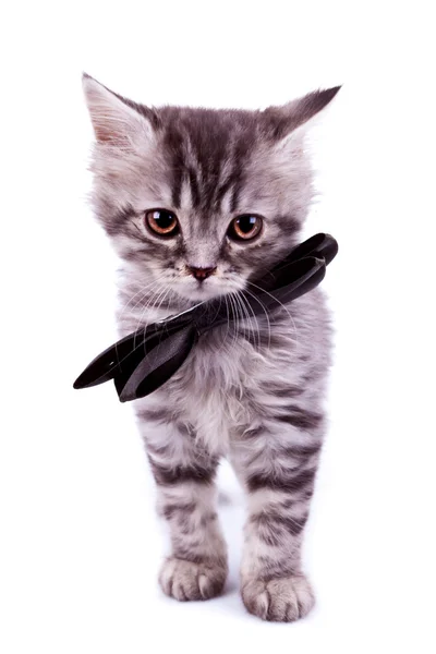 Gato usando um arco de pescoço preto — Fotografia de Stock