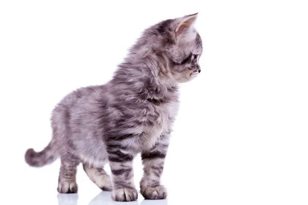 Curioso argento tabby gatto — Foto Stock