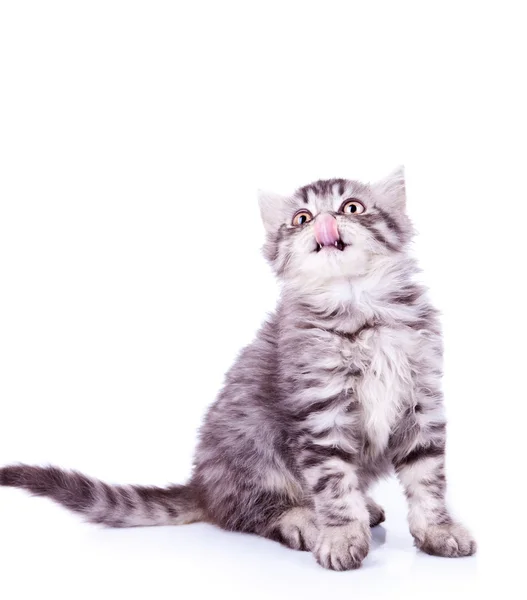 Dětské stříbrné mourovatá kočka olizovat nos — Stock fotografie