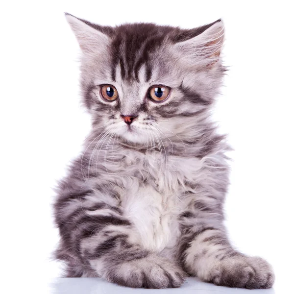 Ładny srebrny pręgowany dziecko kot — Zdjęcie stockowe