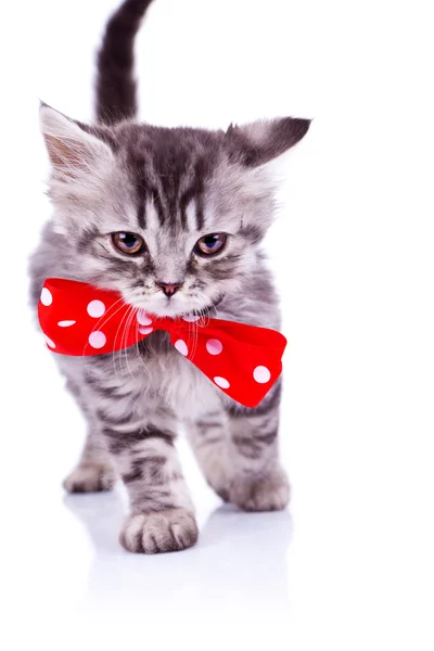 Katze läuft mit großer roter Halsschleife — Stockfoto