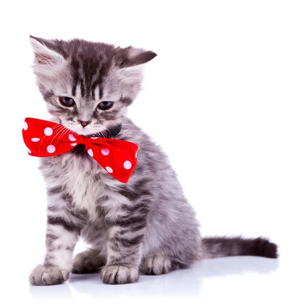 졸린 실버 줄무늬 아기 고양이 — 스톡 사진