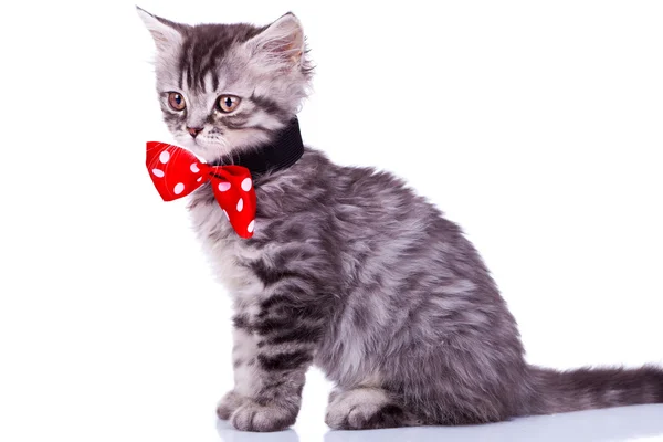 Katt bär röd hals båge — Stockfoto