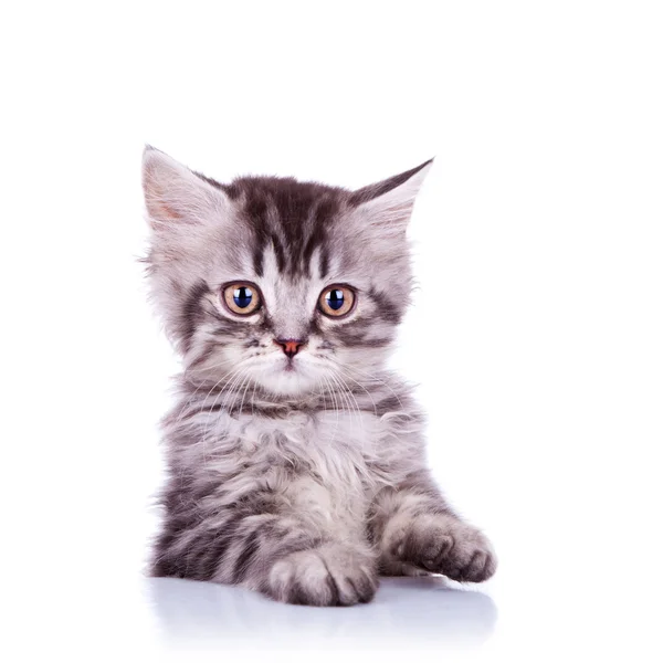 Entzückende silber gestromte Katze — Stockfoto