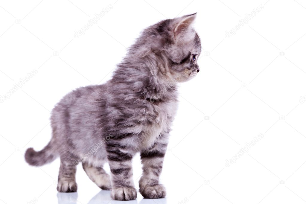 Curious silver tabby cat