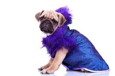 Side view of a dressed pug puppy dog clipart