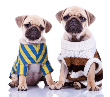 iki giyimli pug köpek yavrusu köpek