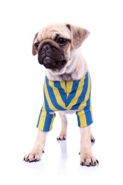 bir tarafına bakarak giyimli ayakta pug köpek