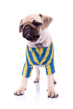 Dressed standing pug puppy dog looking to a side clipart