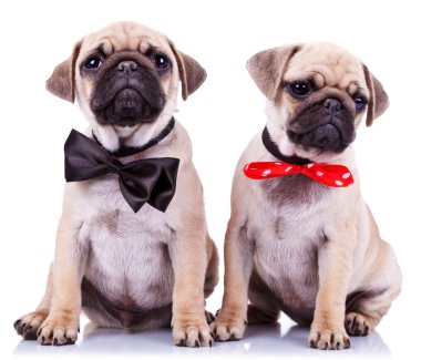 Lady and gentleman pug puppy dogs clipart