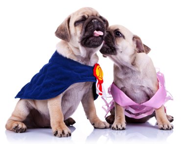 Princess and champion pug puppy dogs kissing clipart