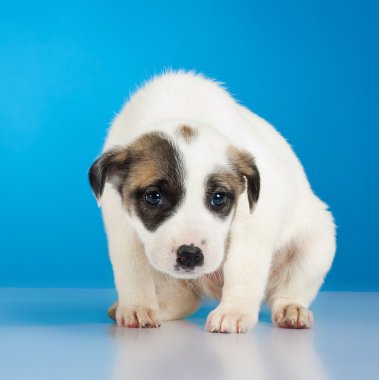 Shy and scared little stray puppy clipart