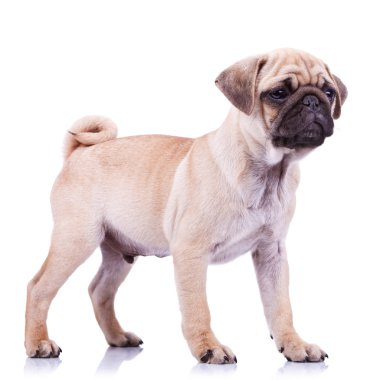 Standing pug puppy dog looking to a side clipart