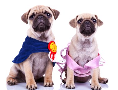 Curious princess and champion pug puppy dogs clipart