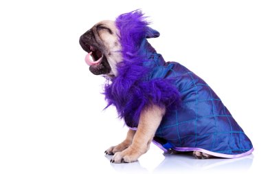 Side of a screaming pug puppy dog clipart