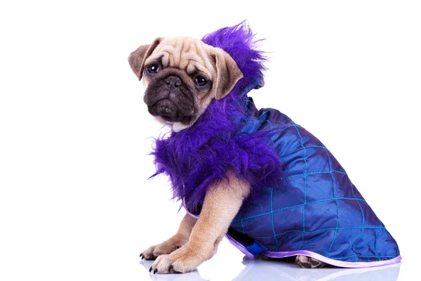 Side view of a dressed pug puppy dog — Stock Photo, Image