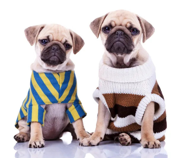 Twee gekleed pug puppy honden — Stockfoto