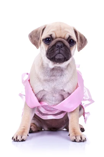 パグ子犬犬のピンクのドレスを着て座っています。 — ストック写真