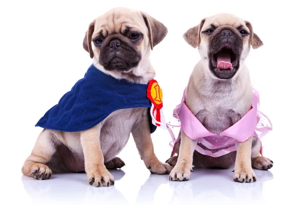 Princess and champion pug puppy dogs — Stock Photo, Image