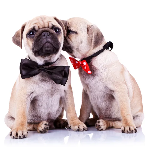 Adorable pug puppy dogs couple — Stock Photo, Image
