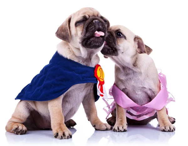 Princess and champion pug puppy dogs kissing — Stock Photo, Image