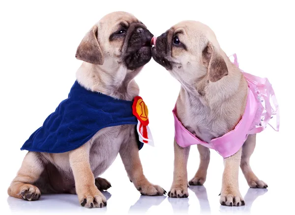 Prinsessan och champion mops valp hundar kyssar — Stockfoto