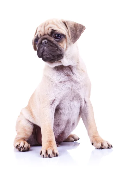 Carino cane cucciolo di carlino guardando da un lato — Foto Stock