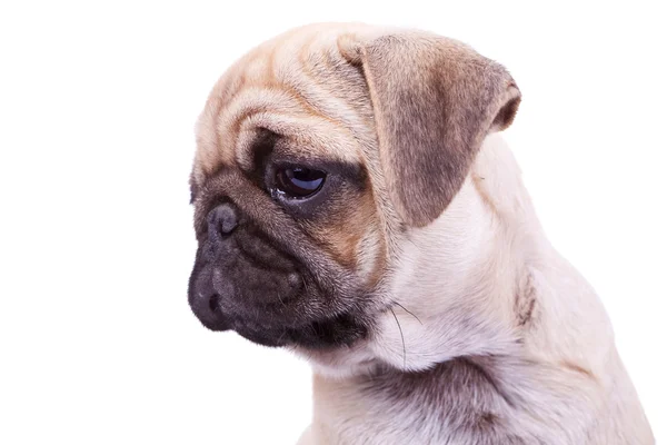 Head of a mops puppy dog — Stock Photo, Image