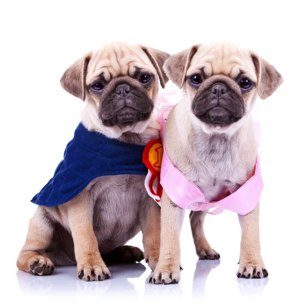 Princesa e campeão cachorros pug — Fotografia de Stock