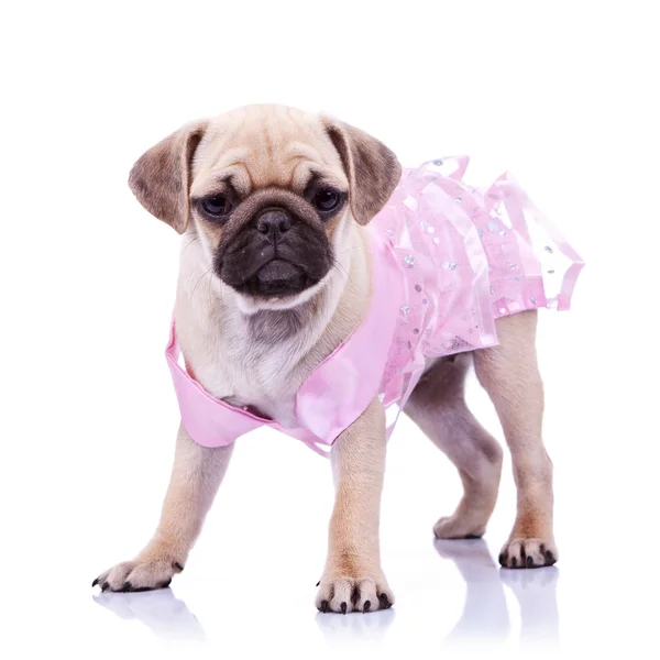 Kíváncsi mopsz kiskutya kutya visel rózsaszín ruha — Stock Fotó