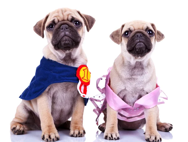 Nieuwsgierig prinses en kampioen pug puppy honden — Stockfoto