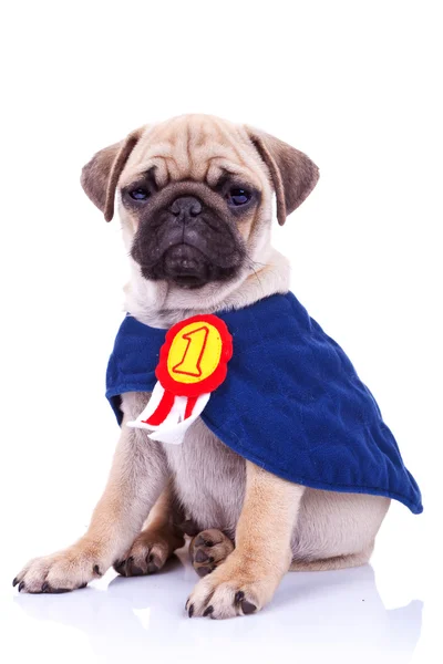 Cute little pug puppy dog champion — Stock Photo, Image