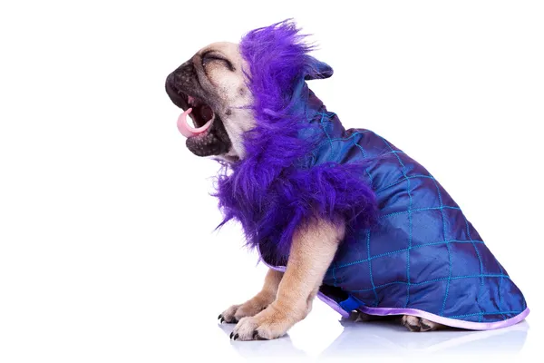 Side of a screaming pug puppy dog — Stock Photo, Image