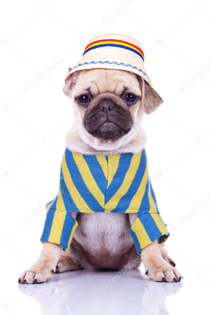 Cute pug puppy dog wearing clothes