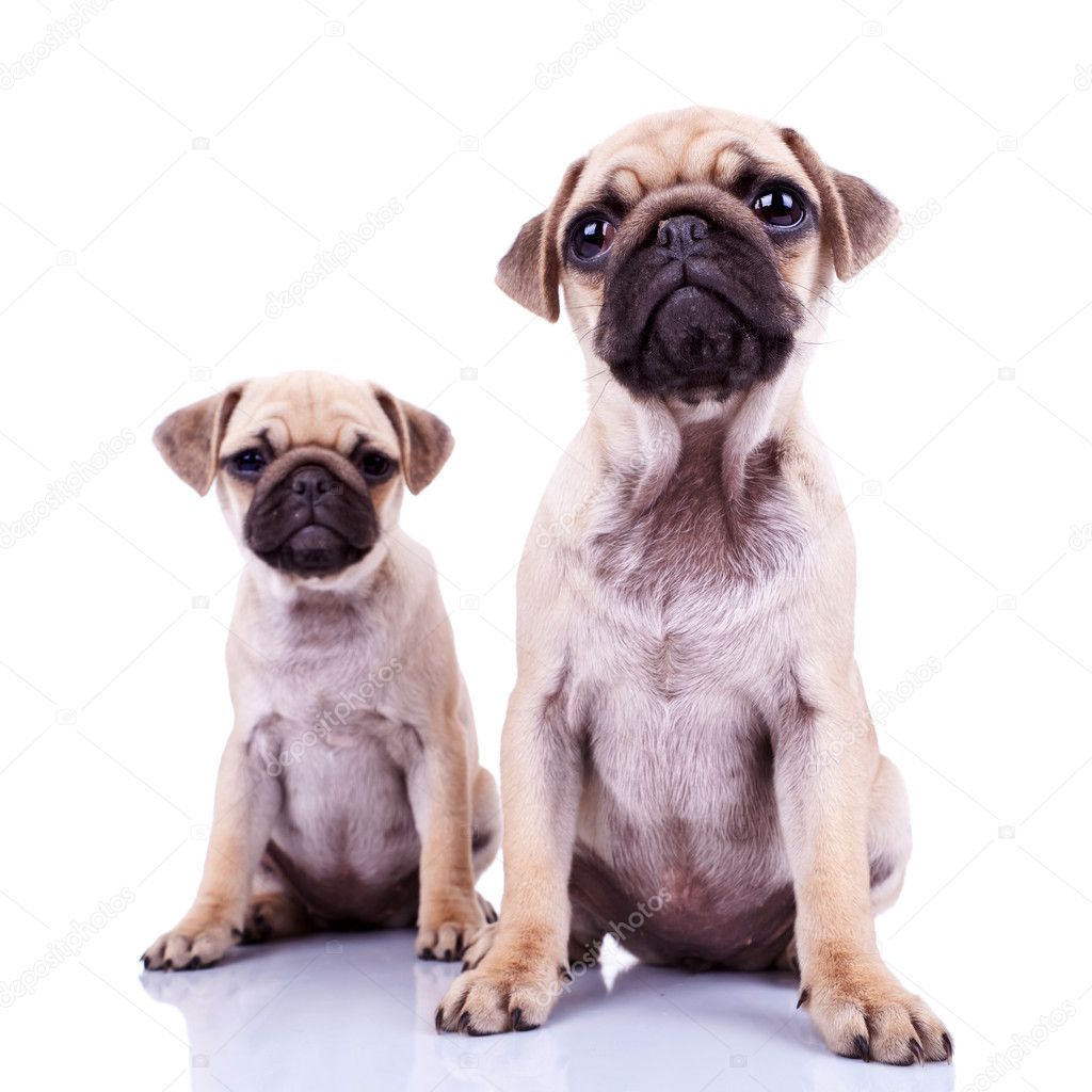 Pair of pug puppy dogs sitting on white