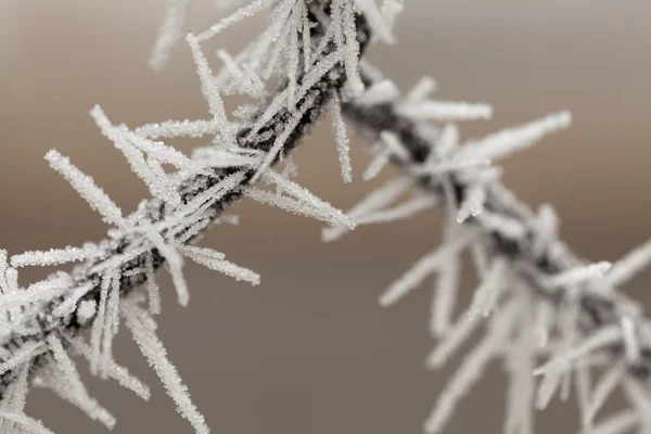 stock image White frost