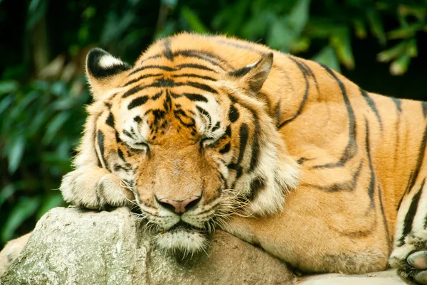 stock image Snoozing tiger