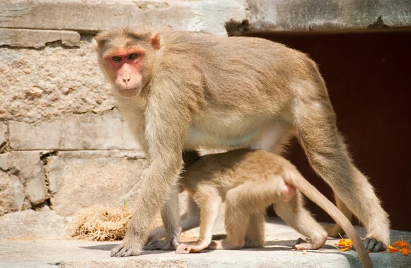 Ινδική μαϊμού — Φωτογραφία Αρχείου