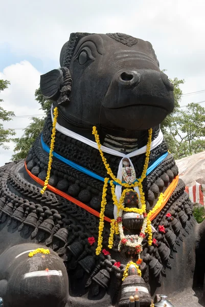 Nandi touro — Fotografia de Stock