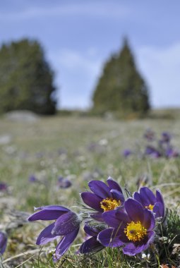 Bahar pasqueflowers