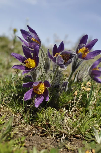 Bahar pasqueflowers — Stok fotoğraf