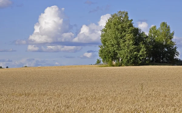 stock image Landscape in sweden