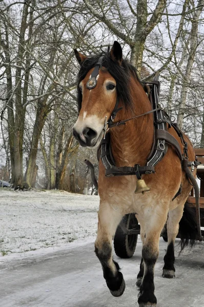 Pferd im Winter — Stockfoto