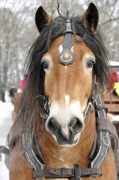 Cavallo in inverno — Foto Stock