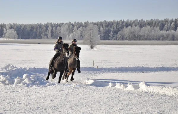 Isländisches Pferderennen im Winter — Stockfoto