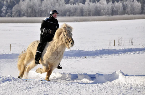 IJslandse paarden race in de winter — Stockfoto